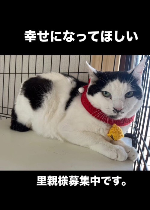 赤い首輪をつけた猫