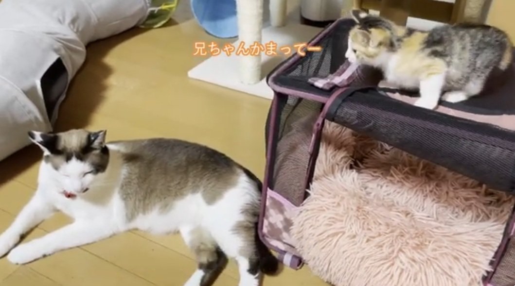先住猫をみている子猫