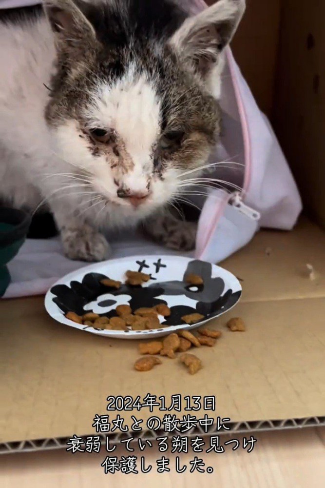 ごはんのお皿の前に座る猫