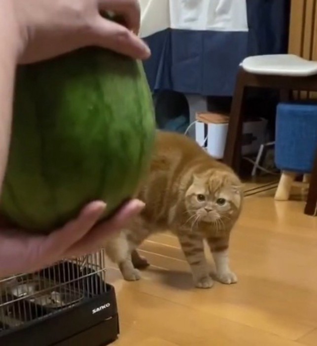 スイカに向かって警戒した声をあげる茶トラ猫