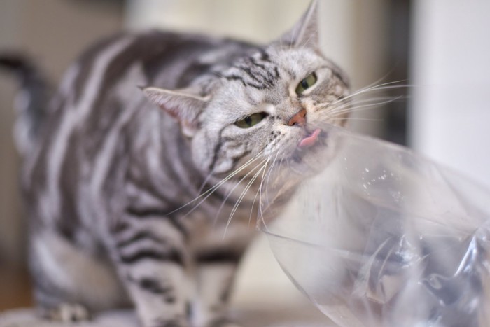 ビニール袋を舐める猫