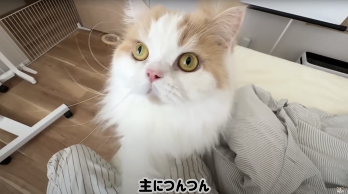 膝に乗る猫