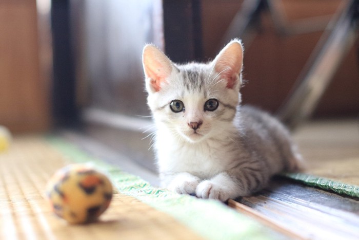 和室で遊ぶ子猫