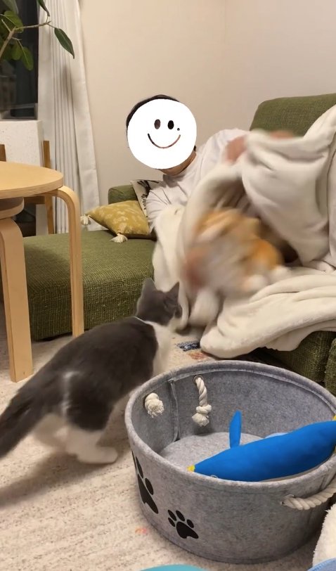 毛布からぬいぐるみを出している飼い主の方を向いている猫