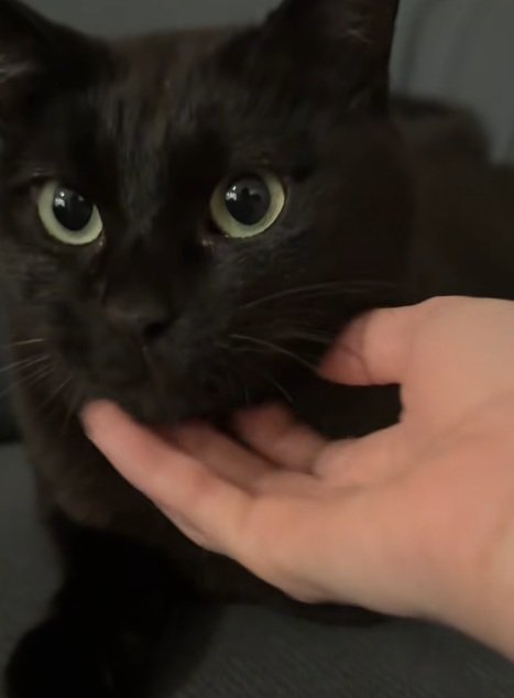 あごをなでられている黒猫