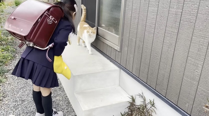 女の子を見つめる猫