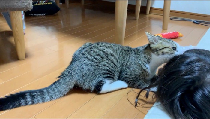 女の子の頭を甘噛する猫