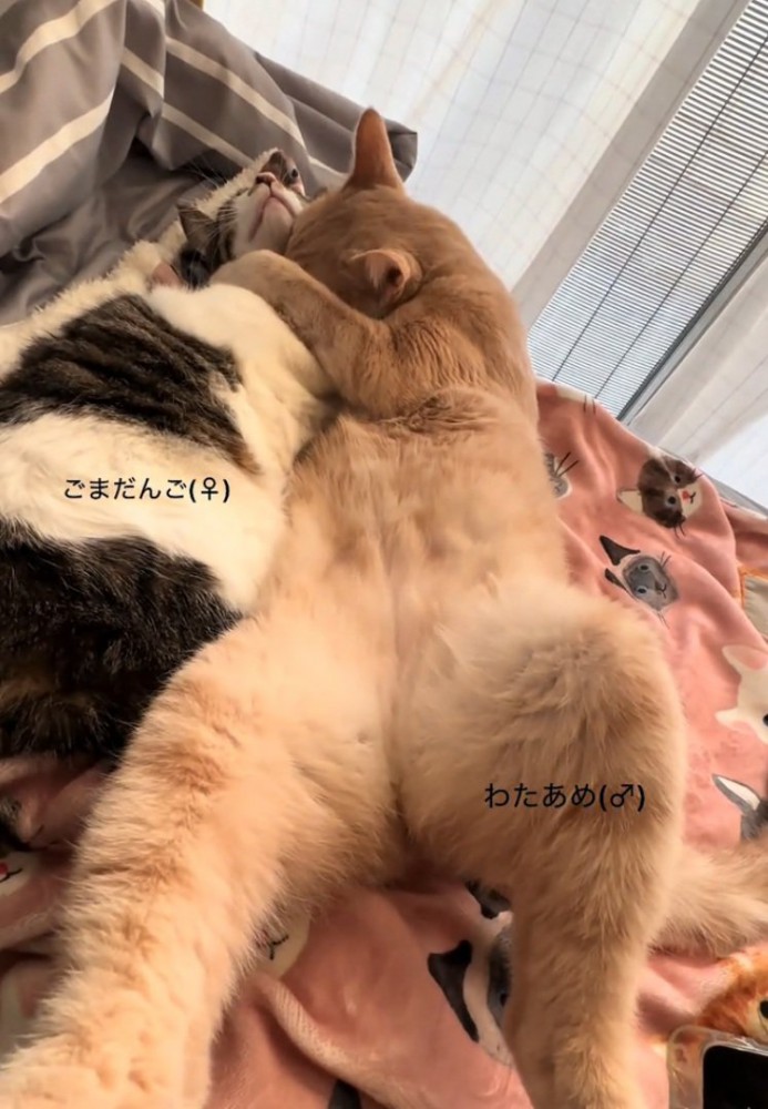 大きくなった2匹の猫