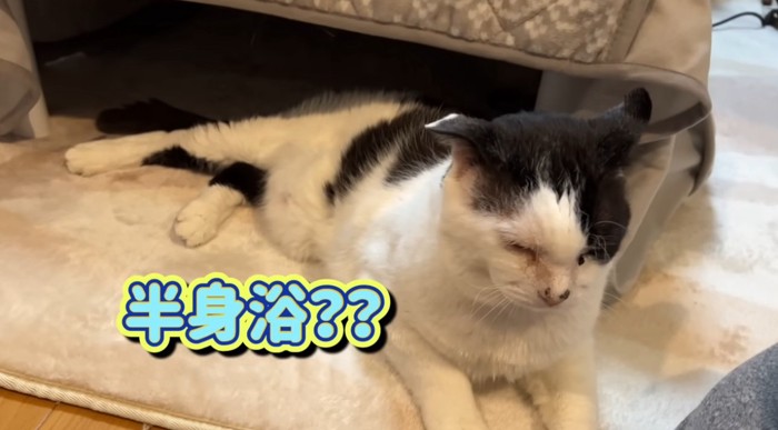 下半身だけこたつに入っている猫