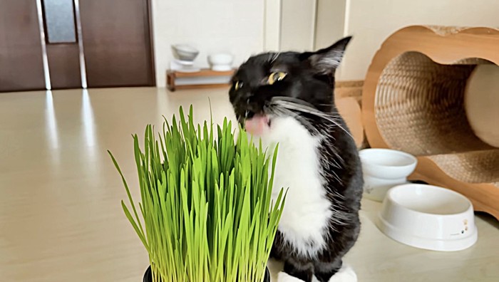 舌を出して目を見開いて葉っぱを食べようとするミヌエット