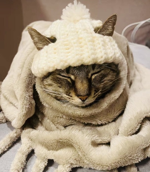 ニット帽をかぶって毛布にくるまる猫