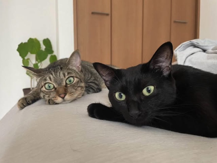 同じポーズをとっているカメラ目線の2匹の猫