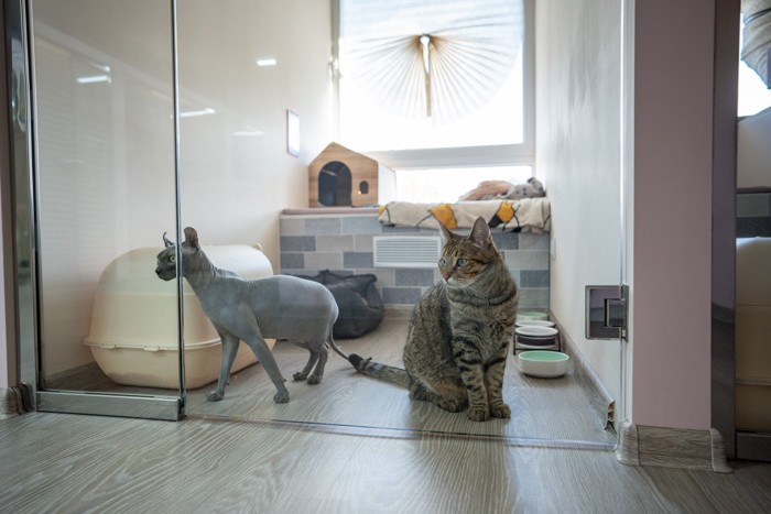 ケア施設にいる猫たち
