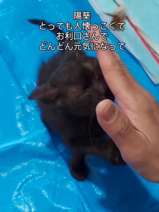 人の手に顔をつける子猫