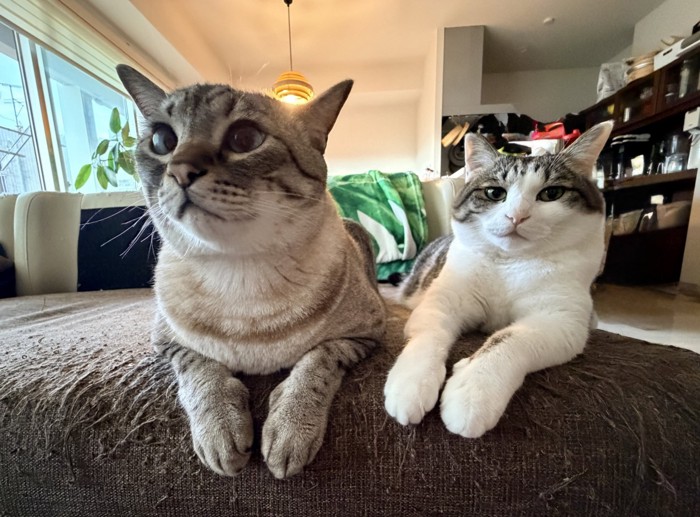 並ぶ2匹の猫