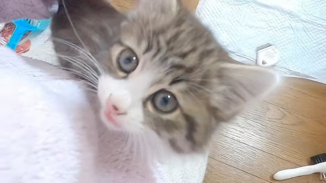 女性によじ登る子猫
