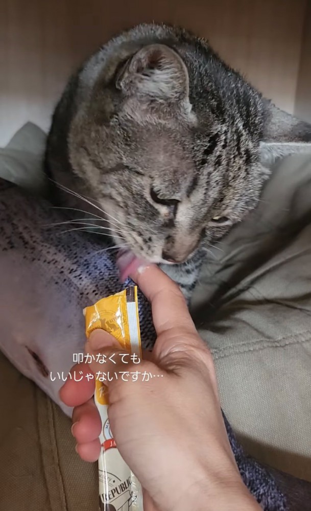 おやつを食べる猫