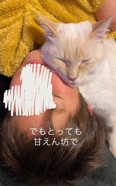 子供と一緒に眠る猫