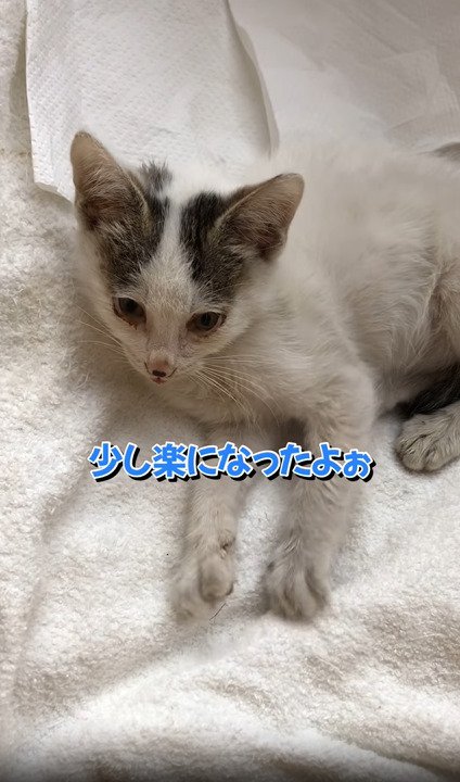 タオルの上で横になる子猫