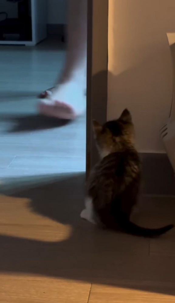 壁に潜む猫と人間の足1