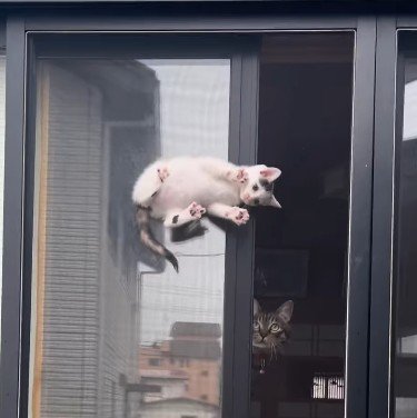 窓の隙間の子猫と見守る猫