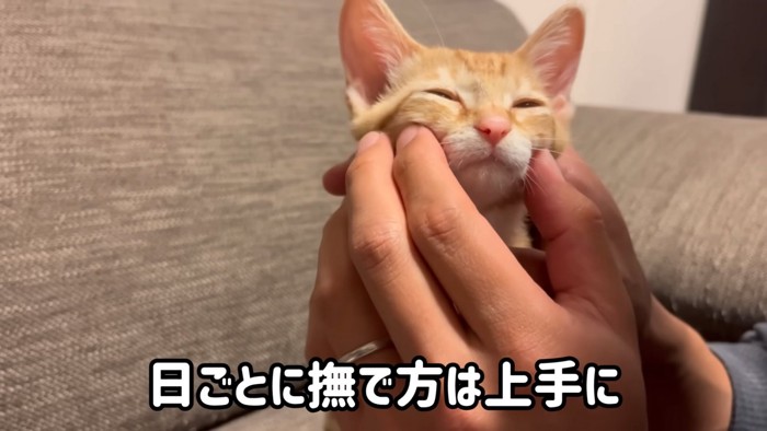 顔をなでられる猫
