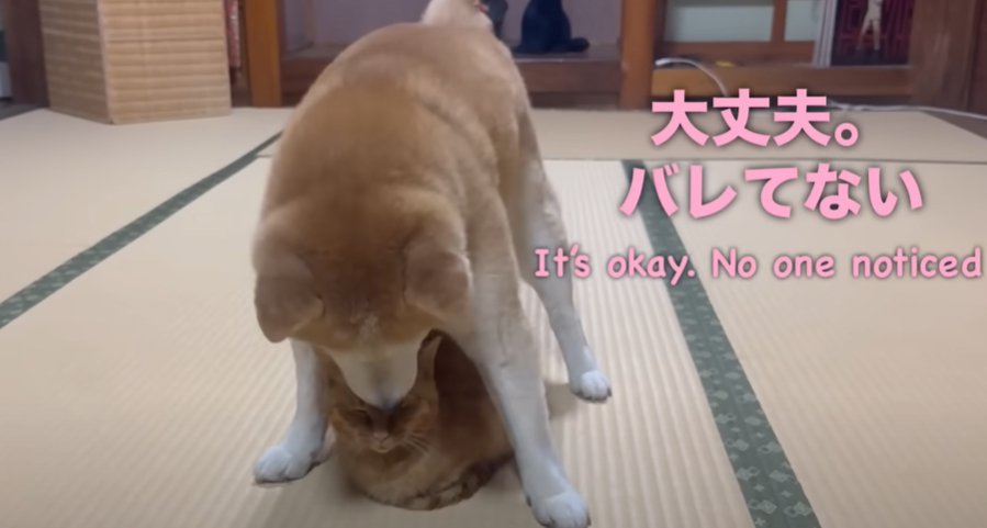 うつむく柴犬とその体の下に伏せる猫(大丈夫。バレてない)