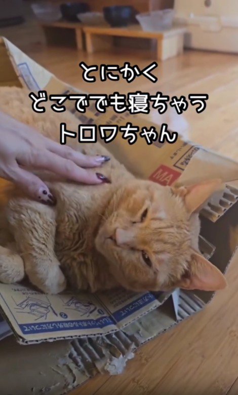 ダンボールで寝る猫