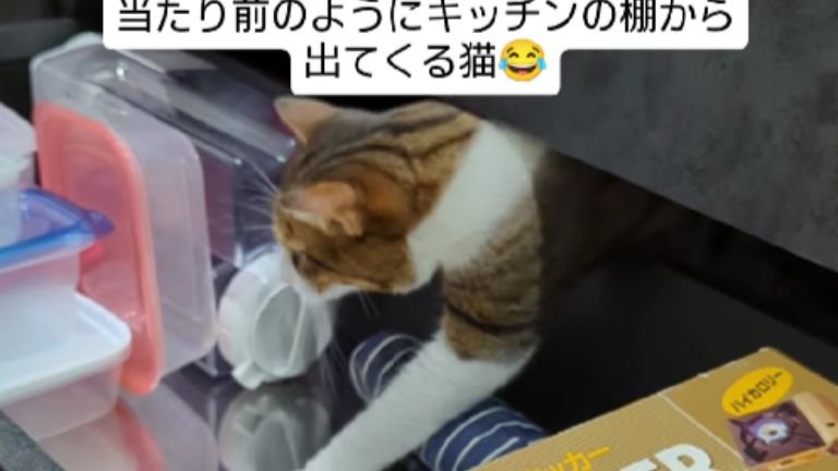 キッチンにいる猫