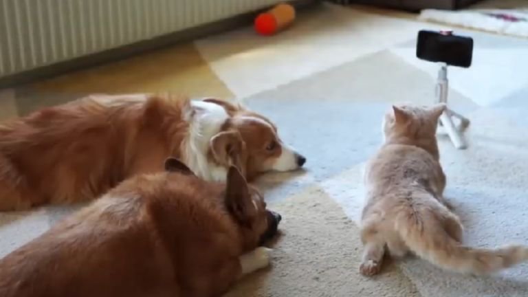 スマホを眺めている猫と犬