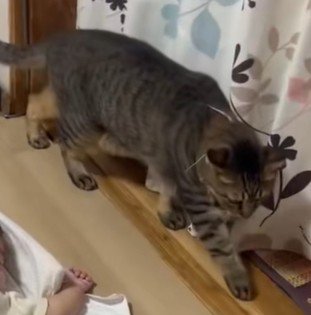 家の中を忍び足の猫