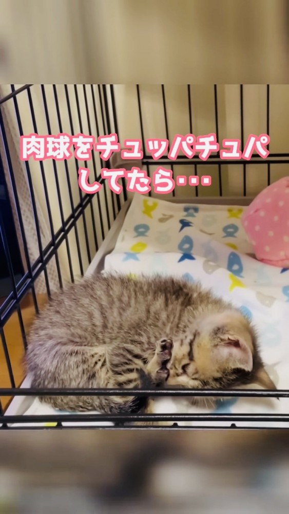 ケージの中で後ろ足の肉球を吸う子猫