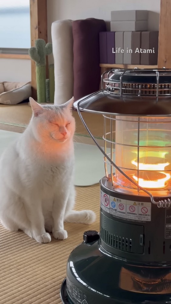 ストーブの前でくつろぐ猫の写真3