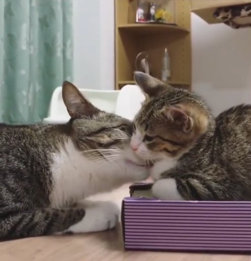 寄り添っている猫と子猫