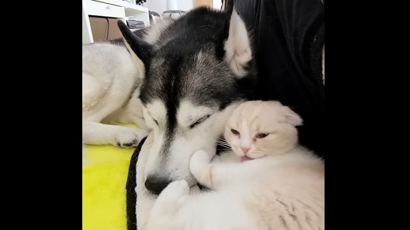 顔を寄せ合う犬と子猫