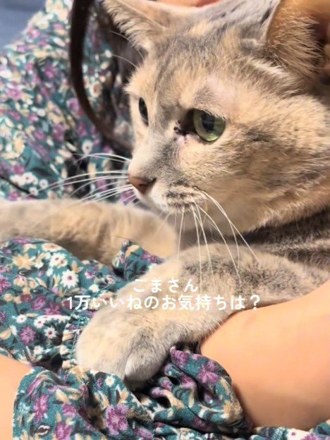 抱っこされる猫