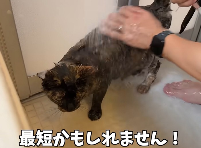 お風呂場で洗われる猫(最短かもしれません)