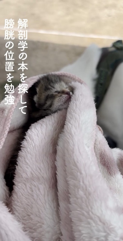 寝てる子猫