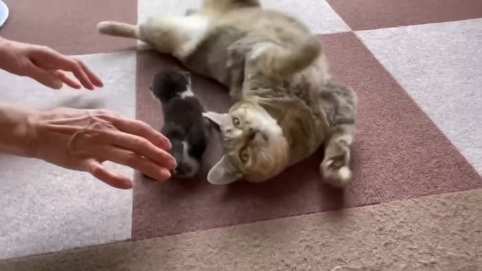 お腹をみせるなずなちゃん