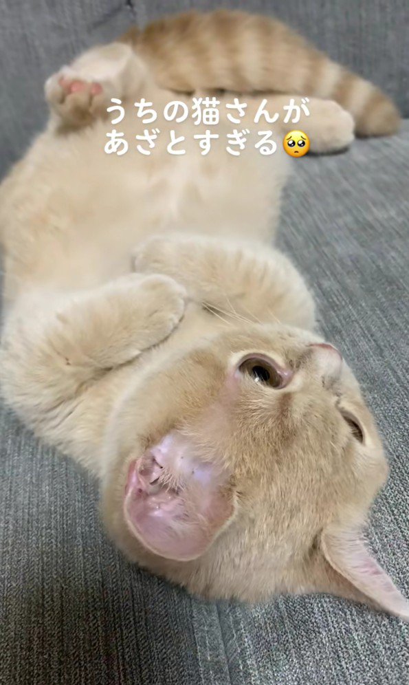 寝転がっているむぎちゃん