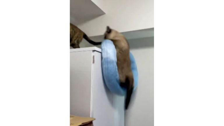 キャビネットの上の猫