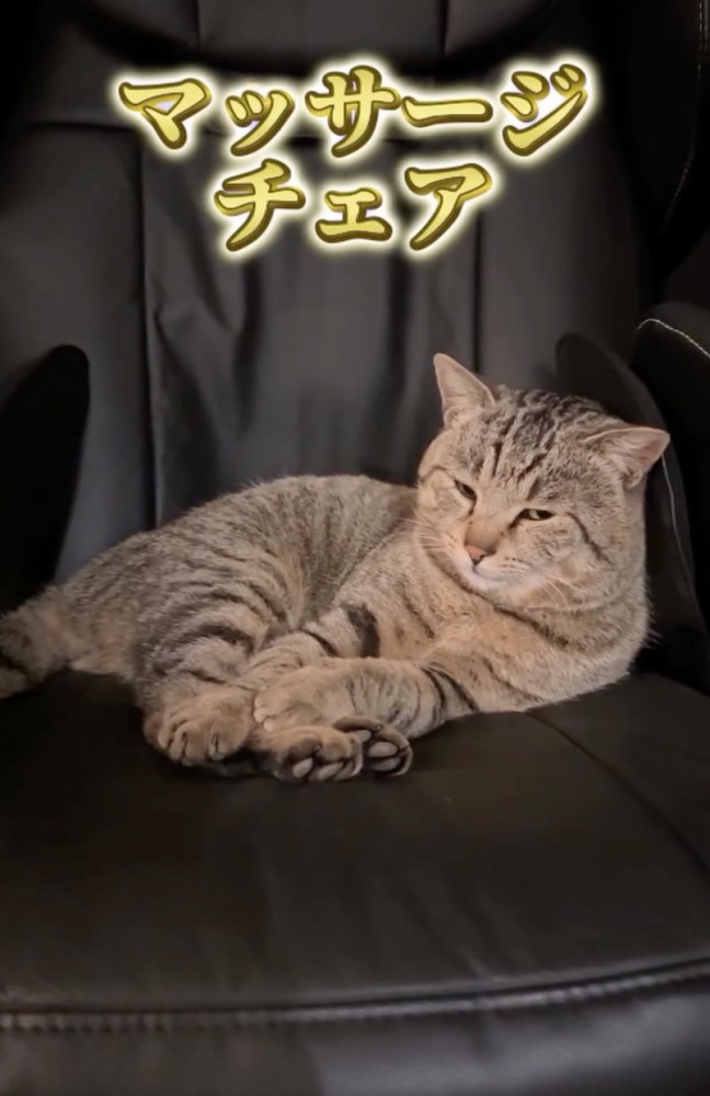 マッサージチェアでくつろぐ猫