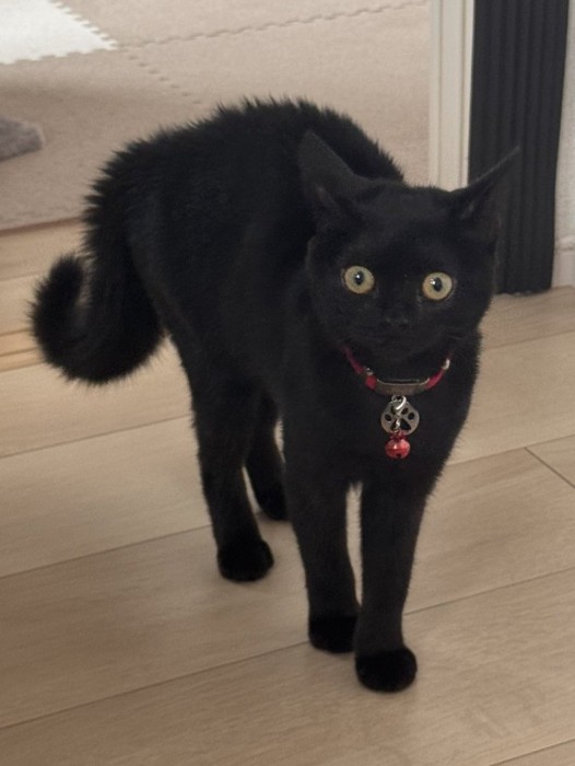 黒猫の子猫が驚いている様子