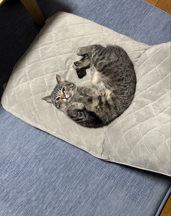 座椅子で寝転がる猫