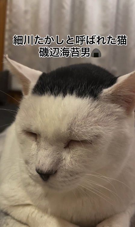 目を瞑っている猫の正面アップ