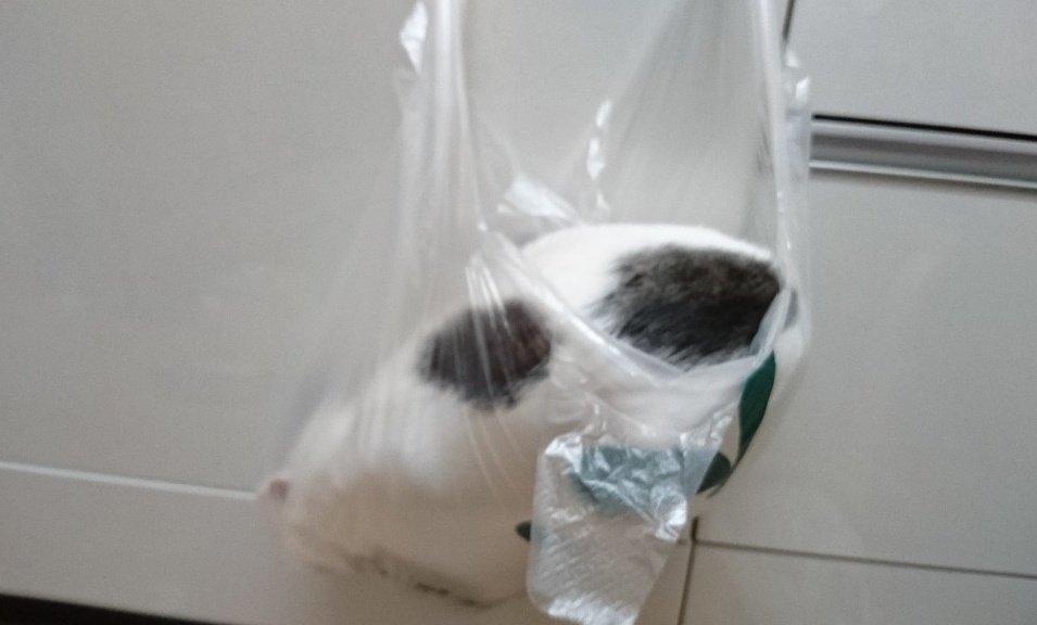 ビニール袋に入るきに丸ちゃん