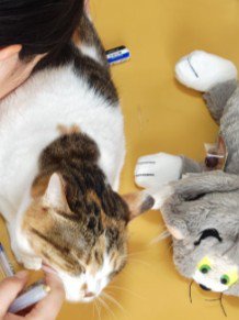 お姉ちゃんに近づいた猫の顔