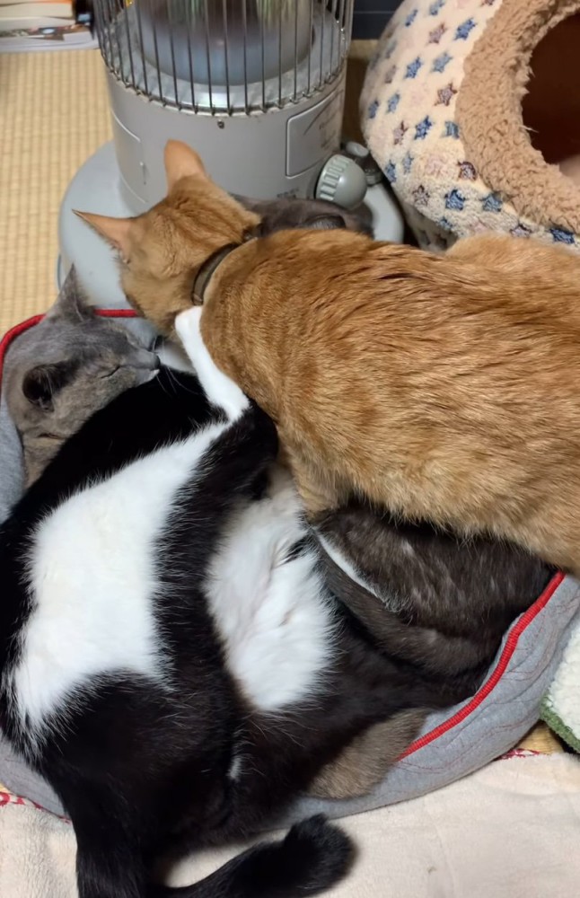 猫団子を見つめる猫