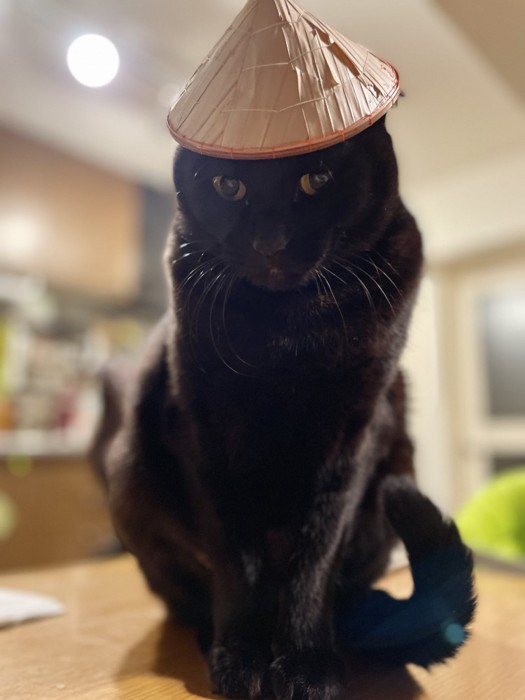 帽子を被る黒猫