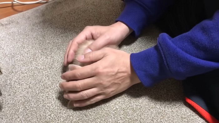 カーペットに置かれる子猫